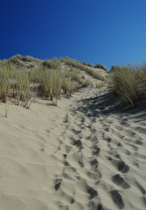 footsteps in sandy dunes